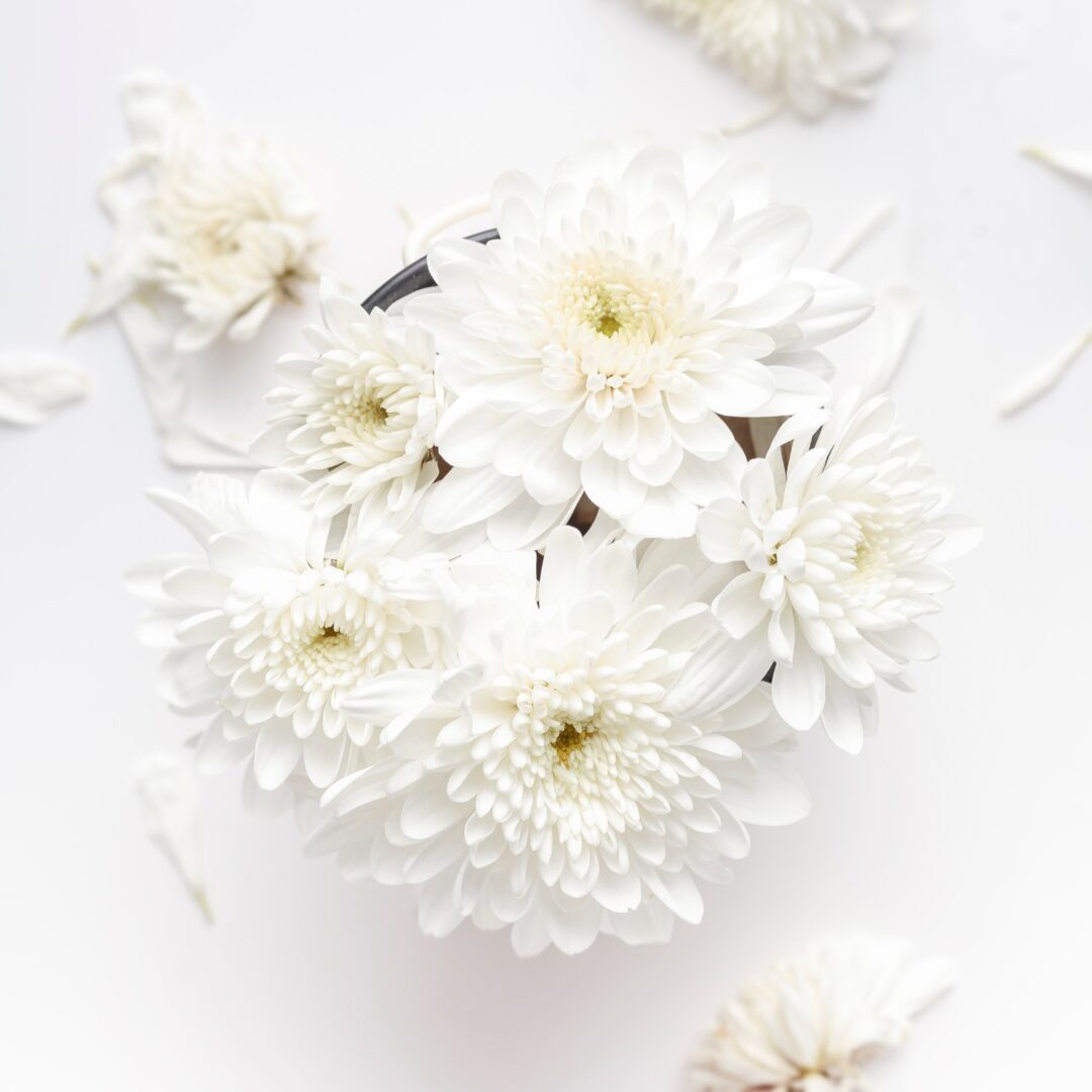 Lily muuttaa!